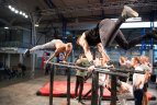 Sporto ir kultūros festivalis Vilniuje.