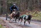 Lietuvos šunų kinkinių sporto federacijos varžybos Kernavėje