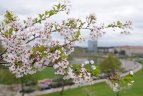 Japonijos bičiuliai, karate meistrai Vilniuje pažymėjo sakurų žydėjimo šventę