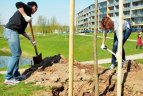 „Kibirkšties-VIČI“ krepšininkės sodino medelius.