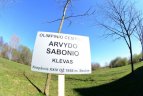 Ąžuoliukas Olimpiečių alejoje.