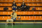 19-tas tarptautinis A.Šociko bokso turnyras Kauno halėje.